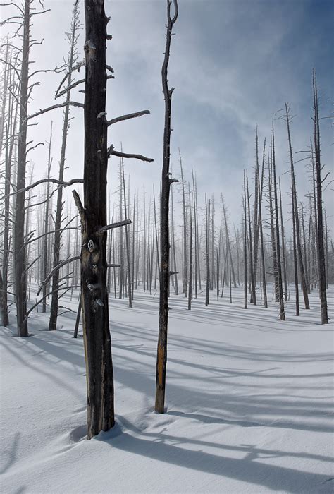 Yellowstone in Winter - Ignacio Yufera