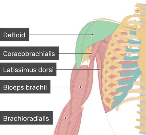 Anterior Shoulder Joint Muscles