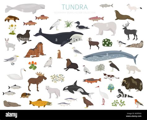 Russia tundra animals Stock Vector Images - Alamy