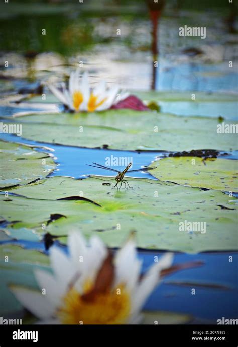 The Wildlife of the Okavango Delta Stock Photo - Alamy