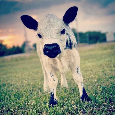 Download Little Baby British White Cattle Wallpaper | Wallpapers.com