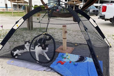 Sarah chris favorite camping gear for cats – Artofit