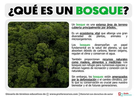 Qué es un Bosque | Definición de Bosque