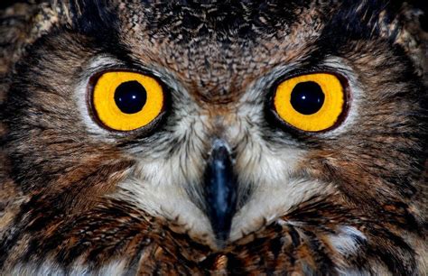 Hz. Süleyman | Eye animal, Owl eyes, Animal close up