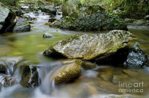 Japanese Giant Salamander Habitat Photograph by Dante Fenolio