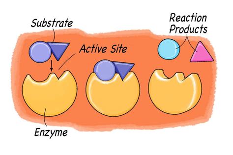 How Does Coconut Oil Affect Cholesterol? | Scientific American