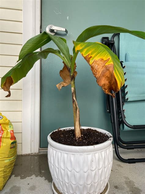 Banana plant- care q’s : r/houseplants