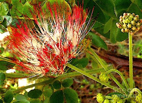 Monkey Pod Tree Photograph by James Temple