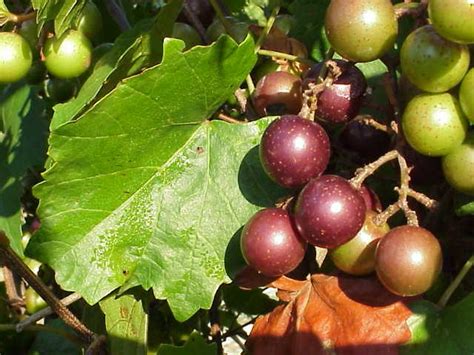 Muscadine and Scuppernong – Pruning | Walter Reeves: The Georgia Gardener