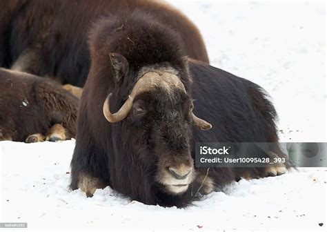 Musk Ox Stock Photo - Download Image Now - 2015, Animal, Animal Body Part - iStock