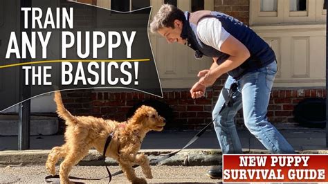 How To Train ANY Puppy To Walk on Leash PERFECTLY! - YouTube