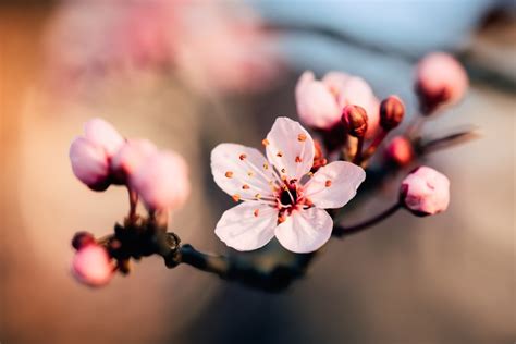 Cherry Blossom Wallpapers: Free HD Download [500+ HQ] | Unsplash