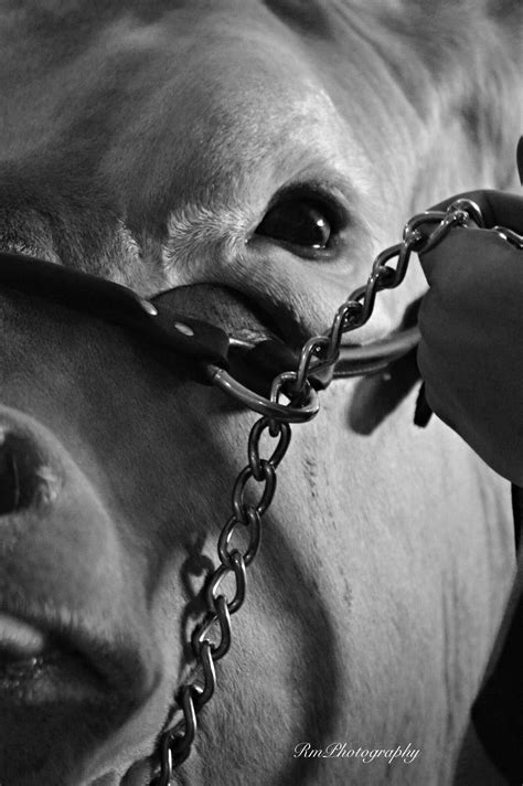 RmPhotography | Show cattle, Show cows, Showing livestock