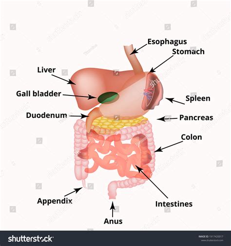 Diagram Of Human Body And Appendix