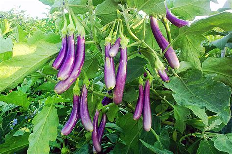 Eggplant or Brinjal is one of the most easily available and affordable ...