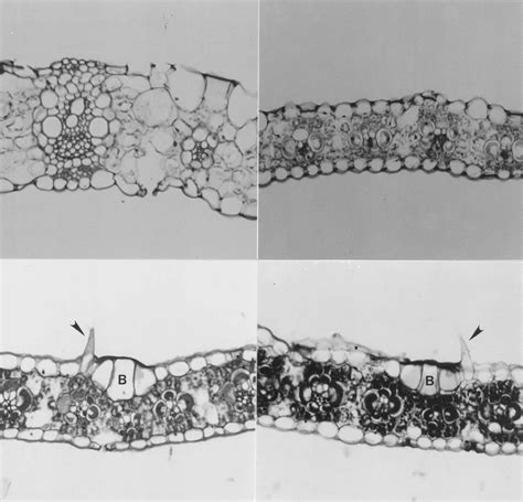 Lamina cross sections at tip of leaves. Leaf 1. Fig. 9. Leaf 3. Fig ...