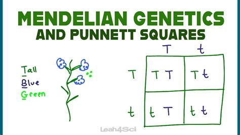 Mendel Genetics Punnett Square