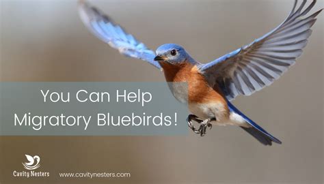 Eastern Bluebird Migration Plus 4 Ways To Help