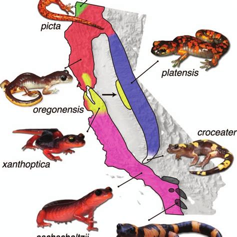 (A) An idealized diagram of the formation of a ring species. An ...