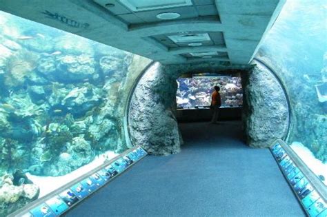 Aquarium of the Pacific, Long Beach, CA - California Beaches