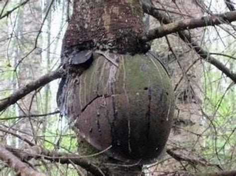 Weapons from WWII embeded into trees in Nevsky Pyatachok – Russia