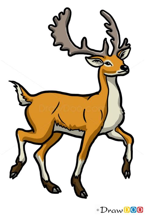 How to Draw Deer, Wild Animals - Drawdoo: How to Draw, Drawing Ideas ...