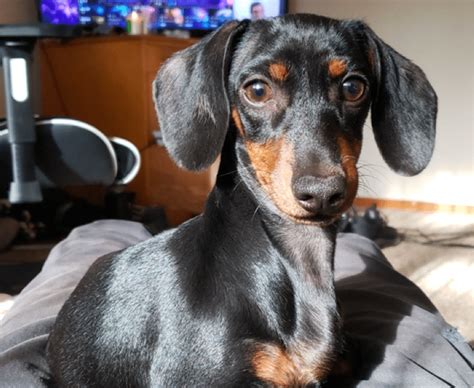 6-Month-Old Dachshund Puppy: Expectations, Training, and Socialization