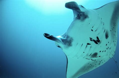 Baby Manta Rays 'Breathe' In Utero | Animal Pregnancy | Live Science