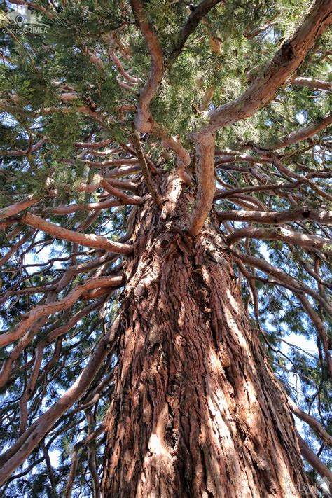 Trunk of the Mammoth Tree in Massandra Park - Guide To Crimea