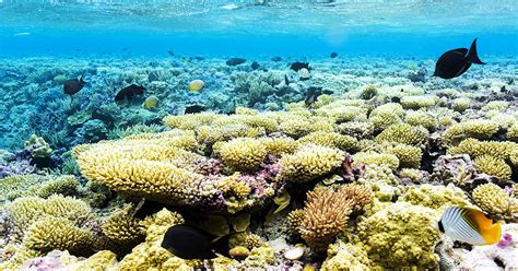 Island Conservation Science has Spoken: Coral Reefs Thrive by Rat-free Islands - Island Conservation