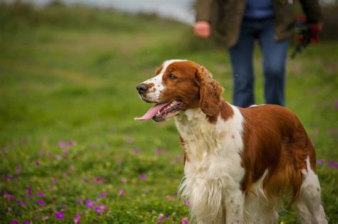 Welsh Springer Spaniel Dog Breed Complete Guide A-Z Animals, 53% OFF