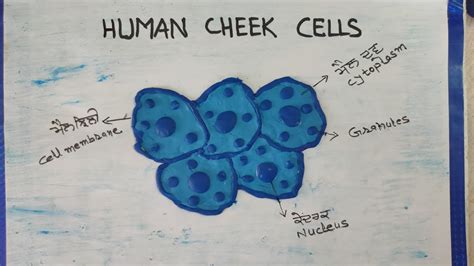 Human Cheek Cell Diagram