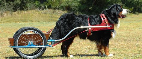 How Much Can A Bernese Mountain Dog Pull