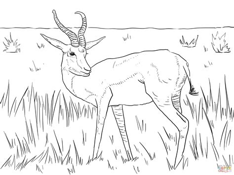 Disegno di Springbok realistico da colorare | Disegni da colorare e ...