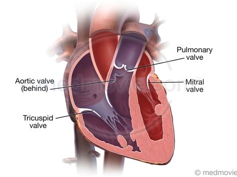 Valves of the Heart – Medmovie.com