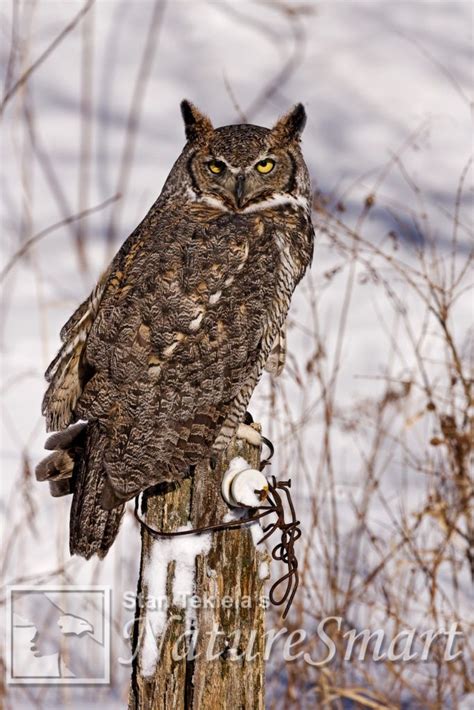 Are Great Horned Owls Hooting in Your Backyard? - Adventure Publications