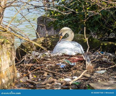 Female Swan Sitting on Eggs in Her Nest Near a Body Stock Photo - Image of nest, wildlife: 282087768