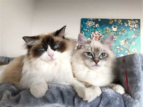 The Bicolor Ragdoll Cat | Ragdoll Cat Colors and Patterns