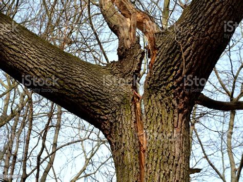 Trees Hit By Lightning: Repairing Lightning Damaged Trees - Luv68