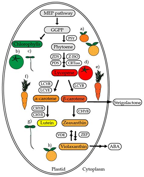 IJMS | Free Full-Text | Carotenoid Biosynthesis and Plastid Development ...