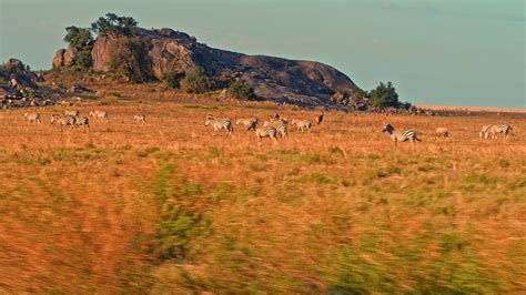 Zebra herd migration in Serengeti national park Stock Video HD ...