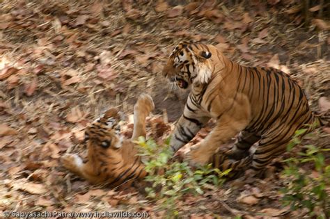 Mating Behaviour of Tigers