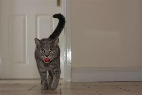 Marcus's cat playing fetch IMG_5022 | Marcus's Cat | Tony Harrison | Flickr