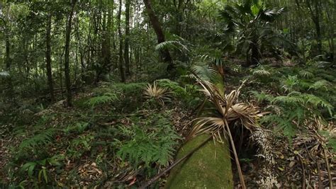 Temperate Rainforest Australian Landscape The Eastern Australian Temperate Forests Are An ...