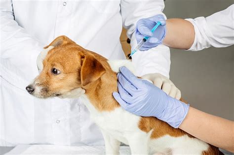 Berbagai Jenis Vaksin Anjing Beserta Jadwalnya - Alodokter