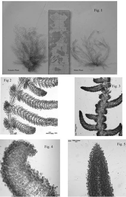 Male and female thallus Fig. 2: Branching and tip portions of female ...