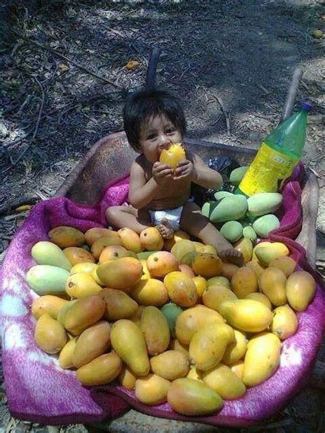 Mangos from El Salvador | Mango, El salvador, Countries in central america