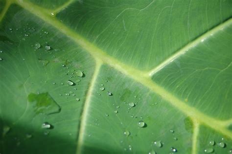 Pakalana Inn, Hilo, Hawaii: Patterns of growth in jungle plants, North of Hilo