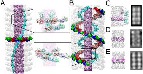 Comparison of tail structures of native (A) and contracted (B) phages.... | Download Scientific ...