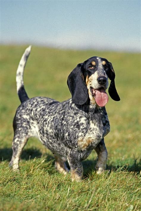 BASSET BLEU DE GASCOGNE stock photo. Image of length - 172936384